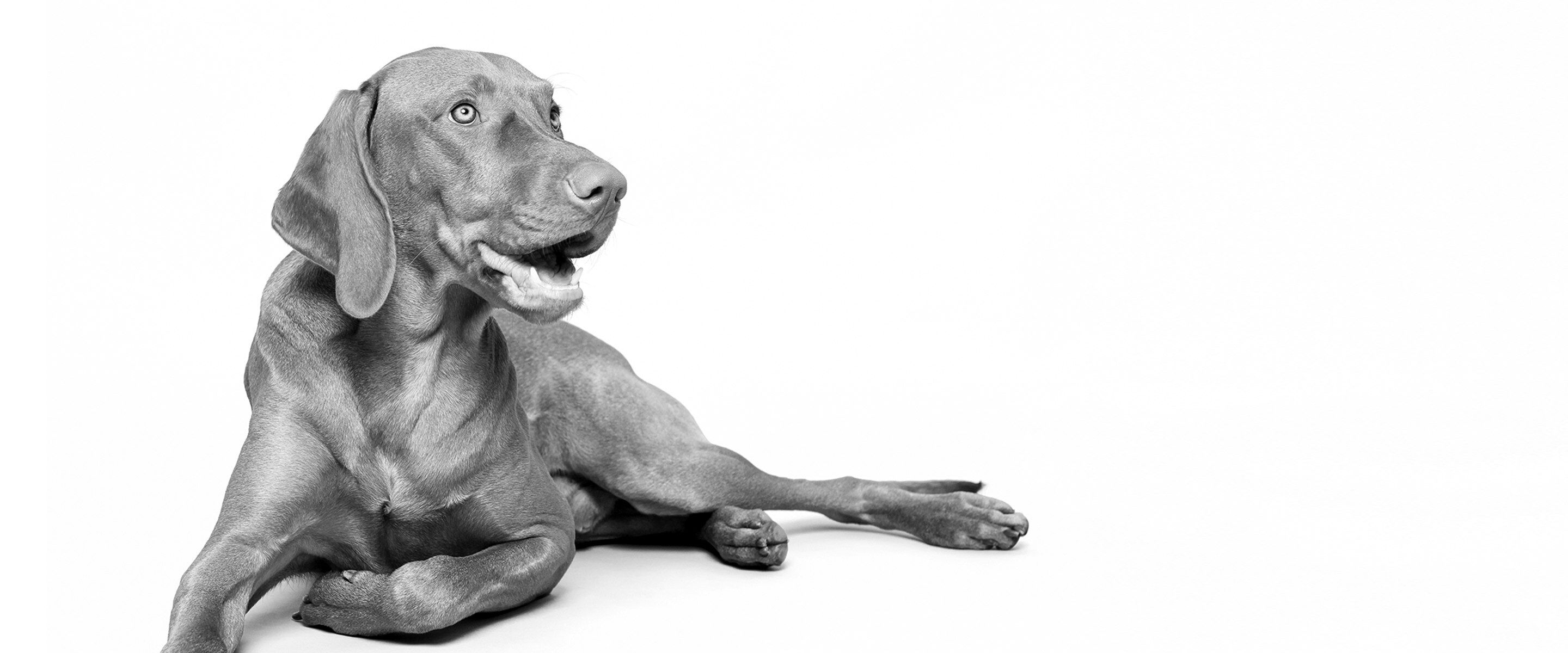 oster dog